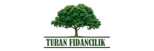 Ceviz Fidanı Fiyatları